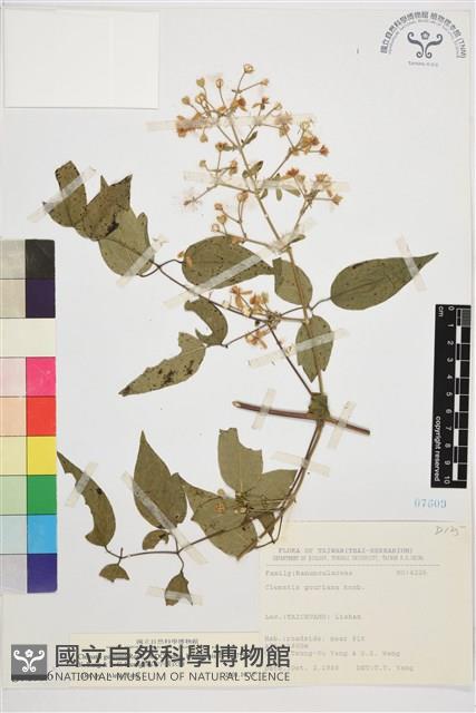 梨山小蓑衣藤藏品圖，第1張