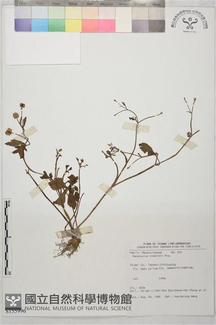 辣子草、揚子毛茛藏品圖，第1張