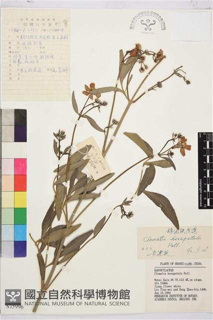 棉團鐵線蓮藏品圖，第1張