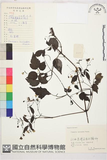 小木通藏品圖，第2張