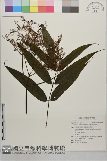 冇骨消、蒴翟藏品圖，第1張