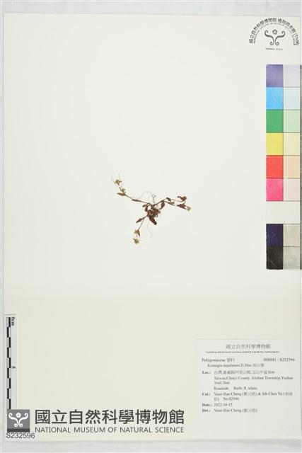 高山蓼藏品圖，第1張