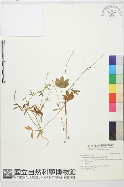 高山毛茛、檜林毛茛藏品圖，第1張