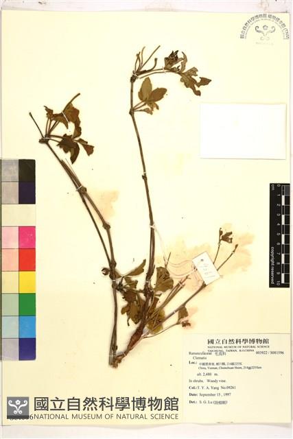 登錄號:S081596藏品圖，第1張