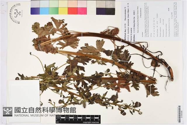 獨龍烏頭藏品圖，第1張