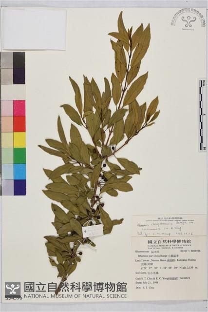 塔山鼠李藏品圖，第1張