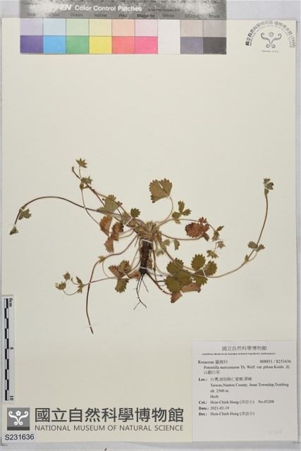 高山翻白草藏品圖，第1張