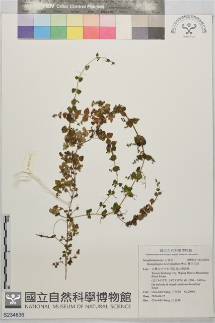 腰只花草藏品圖，第1張