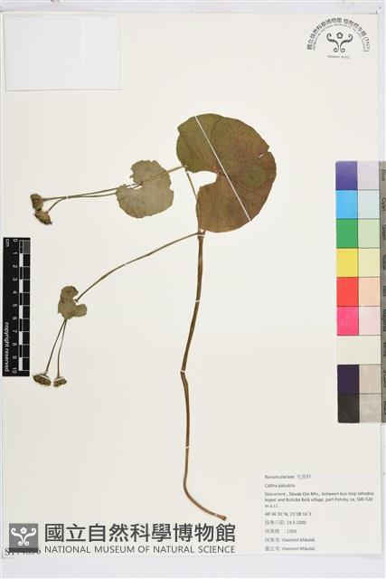 驢蹄草藏品圖，第1張