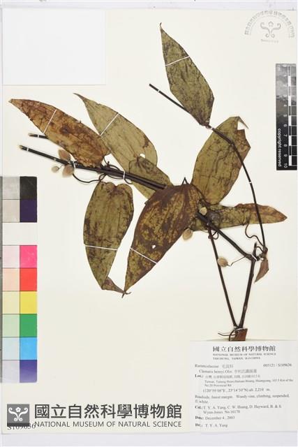 亨利氏鐵線蓮藏品圖，第1張