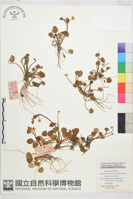 登錄號:S048636藏品圖，第1張