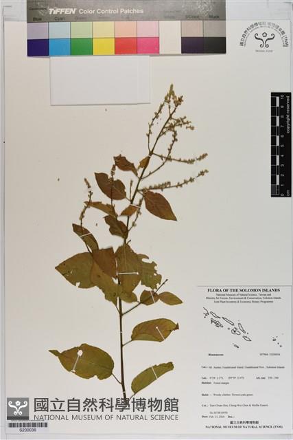 登錄號:S200036藏品圖，第1張