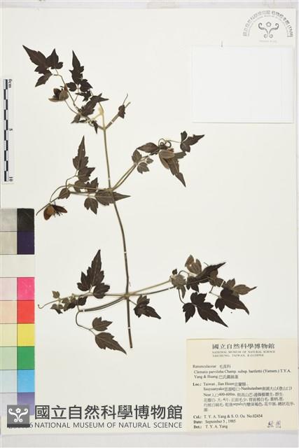 巴氏鐵線蓮藏品圖，第1張