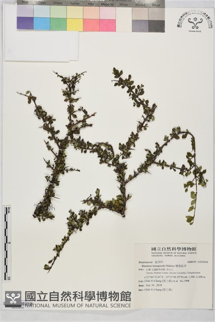 變葉鼠李藏品圖，第1張
