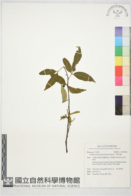 三葉花椒藏品圖，第1張