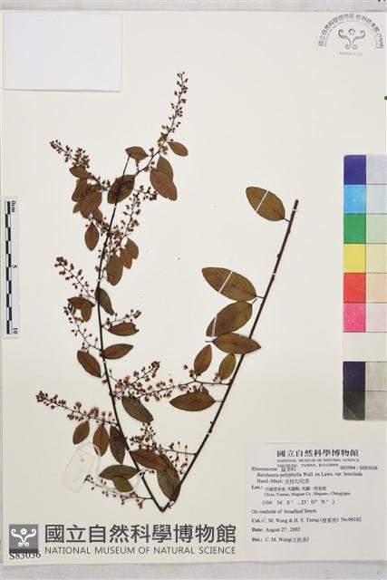 光枝勾兒茶藏品圖，第1張