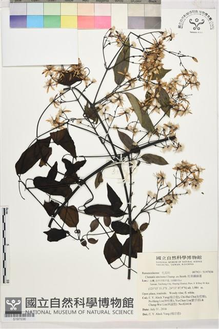 柱果鐵線蓮藏品圖，第1張