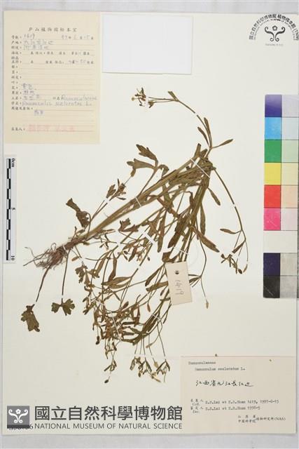 石龍芮藏品圖，第1張