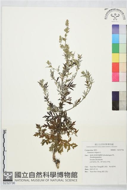 登錄號:S232736藏品圖，第1張
