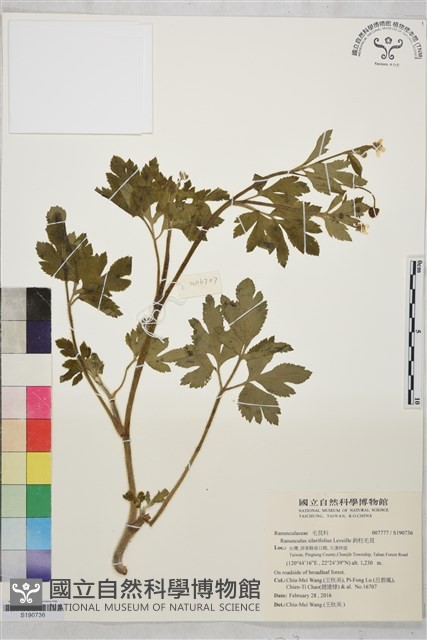 鉤柱毛茛藏品圖，第1張