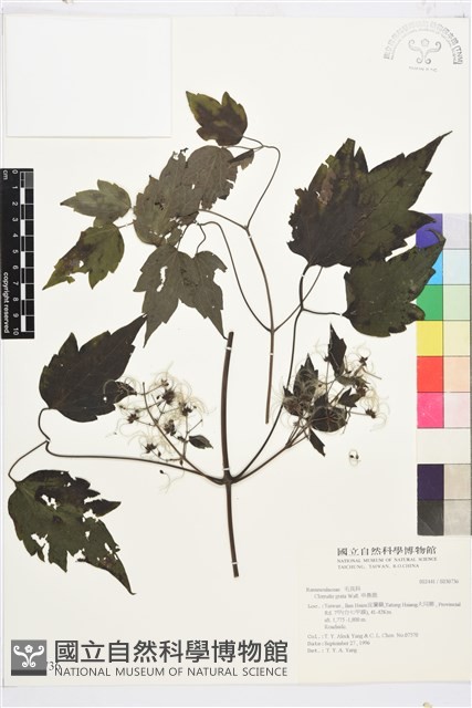 串鼻龍藏品圖，第2張