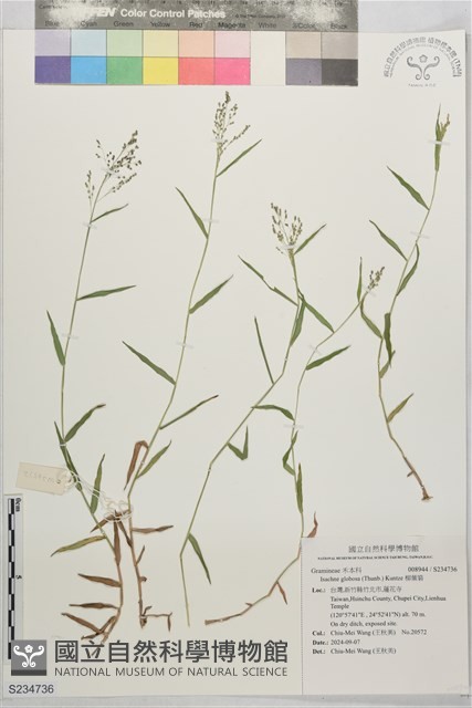 柳葉箬藏品圖，第1張