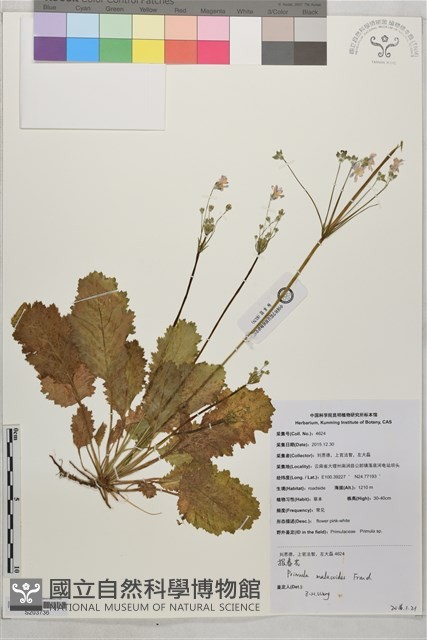 報春花藏品圖，第1張
