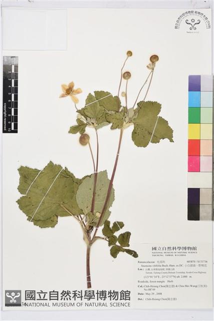 小白頭翁、野棉花藏品圖，第1張