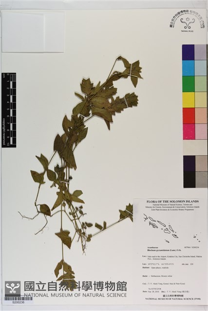 賽山藍藏品圖，第1張