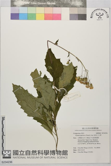 黃花三七草藏品圖，第1張