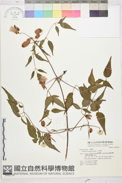 小木通藏品圖，第1張