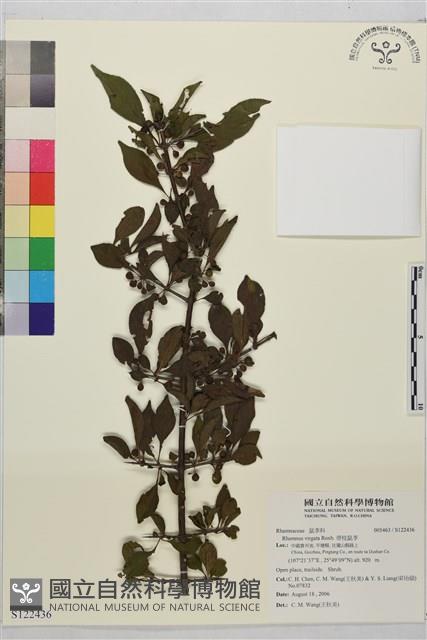 帚枝鼠李藏品圖，第1張