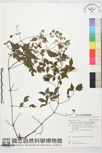 巴氏鐵線蓮藏品圖，第1張