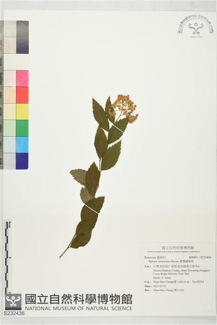 臺灣繡線菊藏品圖，第1張