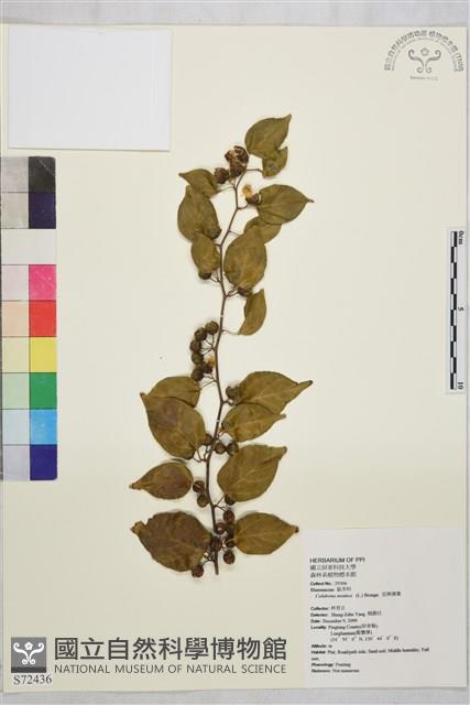 Asiatic Colubrina Collection Image, Figure 2, Total 2 Figures