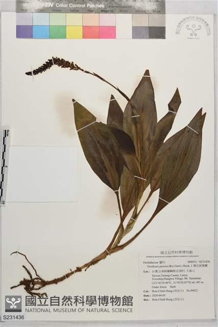 穗花斑葉蘭藏品圖，第1張