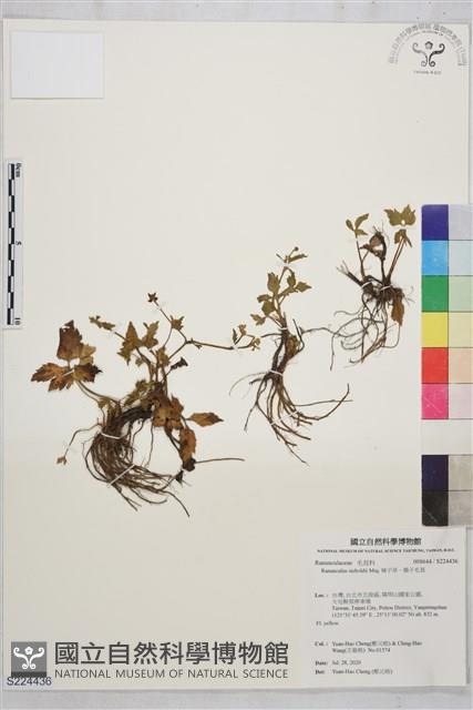 辣子草、揚子毛茛藏品圖，第1張