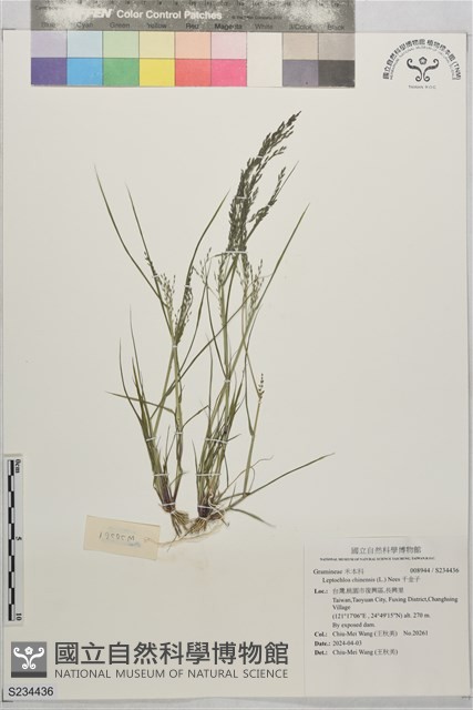 千金子藏品圖，第1張