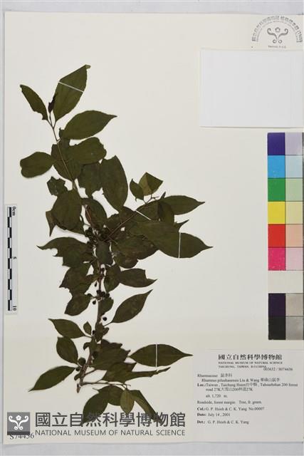 畢祿山鼠李藏品圖，第1張