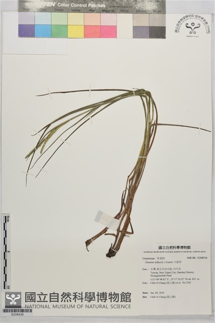 牛筋草藏品圖，第1張