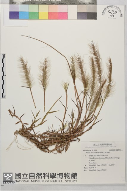 大穗茅根藏品圖，第1張