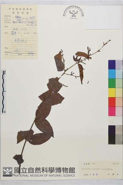 疏花雀梅藤藏品圖，第1張