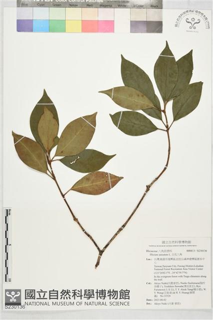 白花八角藏品圖，第1張