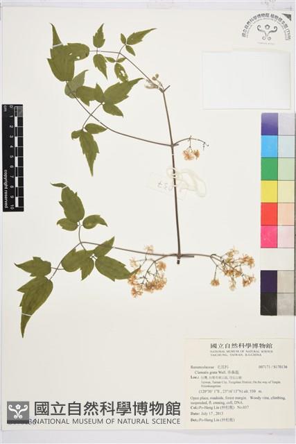 串鼻龍藏品圖，第1張