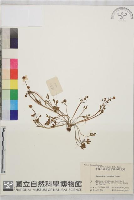 小毛茛藏品圖，第1張