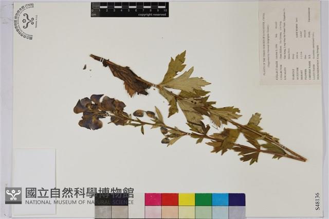 烏頭藏品圖，第1張