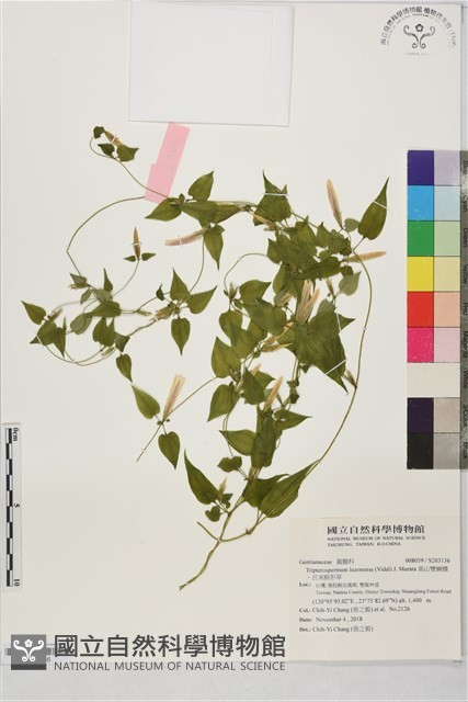 高山雙蝴蝶、呂宋肺形草藏品圖，第1張