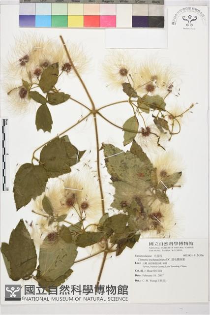 銹毛鐵線蓮藏品圖，第1張