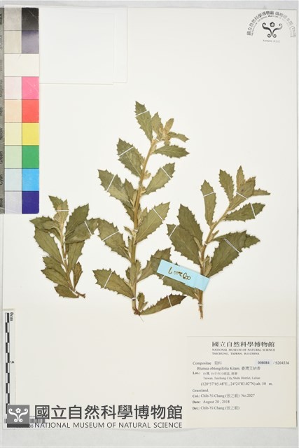 臺灣艾納香藏品圖，第1張