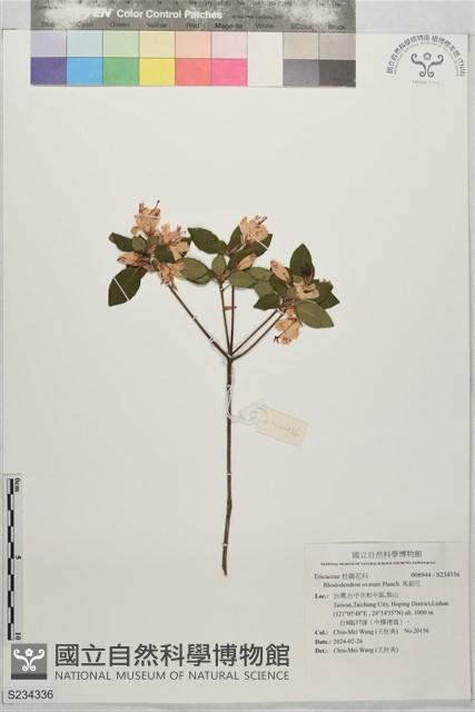 馬銀花藏品圖，第1張